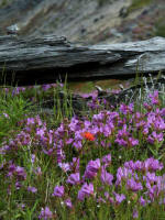 An Indian paintbrush blooms above penstemon blossoms & fresh greenery on the volcanic floor of the former forest.