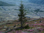 A young noble fir towers above penstemon; a low green growth of vegetation begins to reclaim the blast zone of Mt. Saint Helens and the adjacent Toutle River Valley.
