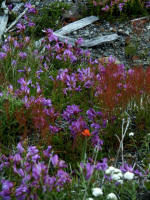 Purples of penstemon and sorrel flank an Indian paintbrush alongside bright white budding yarrow, arising from ashes.
