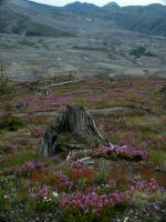 Over a quarter of a century has passed, and Mt. St. Helens shows no signs of calming down anytime soon.