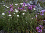 Northern yarrow (Achillea borealis) & Cardwell's penstemon (Penstemon cardwellii) add fresh color to the lifeless gray.