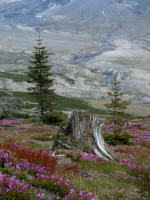 Penstemon, sorrel, showy sedge, and two young conifers sprout life and color against the bleak, stark devastation.