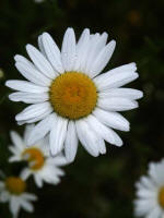 The oxeye daisy is a prolific seed producer; one healthy, robust plant produces up to 26,000 seeds. Imported into the USA from Europe as a contaminant in seedand as an ornamental with a long-admired, beautiful flowerit quickly escaped cultivation and is considered a common pest.