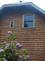 A rhododendron in full bloom behind our delightful cabin, built to enjoy this region of the Northern Cascade Range. 