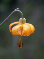 A leaf hopper perches on the stem of a tiger lily blossom.