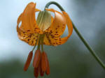 Six views of a showy tiger lily wildflower growing out front. Lily gives us a feminine name from Hebrew:  Susan (Sue).