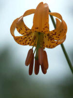 Vibrant orange spotted tiger lily flowers hang with petals reaching up, one of the most popular western wildflowers.