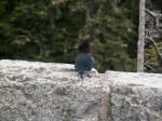 A Steller's Jay has complex social hierarchies & dominance patterns, and is the only western jay that has a crest.