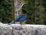 A Steller's Jay forms a monogamous, long-term pair bond. Both members of the pair help build the nest and feed their young. They remain together year 'round. We came 6/28.