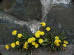 Dandelion, Taraxacum officinale, exquisitely opens up its bright golden blossoms at the base of a rock wall, making itself at home among many natives like the Jacobs ladder (Polemonium pulcherrimum), & other flowers we saw here.
