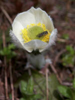 Pollination of a western anemone [western pasqueflower] (Pulsatilla occidentalis), from subalpine meadows to alpine elevations, one of the first flowers that appear as the alpine snows begin to melt, exposing patches of soil to the sun.