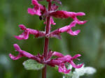 A Great (or, Coastal) Hedgenettle (Stachys chamissonis), an herb in the Mint Family (Lamiaceae), native to the U.S.A.