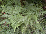 Bountiful ferns grow along the river valleys together with masses of moss, liverworts, and lichens, forming a beautiful, delicate, intricate cover for the forest floor.