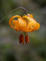 Tiger Lily, Lilium columbianum (also known as Columbian lily and Oregon lily). Yes, soft rain drizzles down on us again.