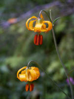 Slender tiger lily stems support luxurious, nodding flowers.