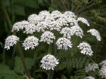 Cow Parsnip, Heracleum maximum (Heracleum lanatum), the largest species of the carrot family in North America, common from sea level to subalpine elevations.