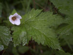 Thimbleberry (Rubus parviflorus var. parviflorus), an attractive shrub common on roadsides. As with other raspberries, it is not a true berry, but an aggregate fruit of numerous drupelets around a central core; carefully removing the drupelets leaves a hollow fruit which bears a resemblance to a thimble, and thus the plant name.