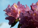 The genus Rhododendron (which includes azaleas) can be grown almost anywhere in the worldfrom the tropics to the Himalayasand includes many cultivated hybrids.