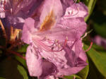 Rhododendron [> Greek "rhodo" (red, rose) & "dendron" (tree)] is a genus of flowering plants in the family Ericaceae.
