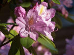 Most rhododendrons tolerate shade, are not shade-loving.