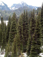 Such lovely ancient tall trees in beautiful old-growth groves (some stands 1,000 or more years old) and marvelous (cloud-cloaked) mountain views...some of the park's alpine heather communities have persisted for up to 10,000 yrs.