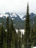 Mature forests with noble fir (Abies procera), Tannenbaum ("fir tree") of the Northwest. These tall, beloved Christmas trees could well be "Brian-Tannen, the masculine name of Celtic origin, Brian (Bryan), meaning "strong, noble, high".