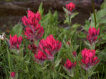 Magenta paintbrush (Castilleja parviflora), of five species of paintbrush in the Parkand one of the most showyis endemic and plentiful throughout the Cascade Mountains from Mount Rainier south to the Three Sisters vicinity.