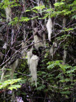 Several species of Usnea, a lichen, hang from trees in tufts. These pendant lichens are popularly called Spanish moss like in Florida, although they are neither Spanish nor moss.