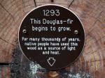 A plaque designates the venerable heart of a Douglas-fir, and markers commemorate historically significant events during its life until cut down on national forest land in 1963.
