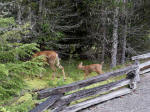 With constant cloud cover and rain showers we didn't see Mount Rainier from Longmire today, but were captivated by the close-up crossing of a doe with her two fawns.