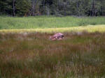 We watched the doe and her two fawns, who watched us from the middle of Mineral Spring Meadow, Longmire; this site housed the headquarters of Mt. Rainier National Park.