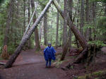 Joe got wet in some of the 87" from the orographic effect. Elevations 2,800-4,000', the upper forest is characterized by trees covered with gray hanging forms of lichens, smaller trees, and a gradual transition to alpine types.