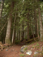 A copious quantity of Mount Rainier's precipitation shapes the surroundings, like dense stands of Douglas-fir, western redcedar, & western hemlock beside the bubbling waters.