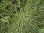 Close-up of horsetail (Equisetum), one of four species of horsetail growing in Mount Rainier National Park, and common in the marshy soils of the Longmire meadow.