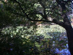 Starting out on the Garden's 12 miles of exquisite walking paths, we stopped at Mirror Lake Loop to take our first 12th wedding anniversary photos.