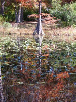 A crew of more than 200 African American women and 20 men assigned to the Azalea Garden project labored dawn until dusk, cleared dense vegetation, and carried the equivalent of 150 truck loads of dirt by hand to build a levee for the Mirror Lake. The laborers received twenty-five cents an hour for their hard work.