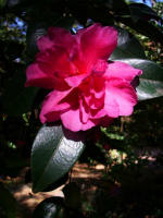 The camellia garden features one of the largest collections of camellias on the East Coast and more than a hundred other species and hybrids.