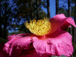 The Hofheimer Camellia Garden, created in 1992 in memory of Alan J. and Aline F. Hofheimer, founding members of the Virginia Camellia Society.