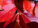 Brilliant crepe myrtle foliage graces the parking lot.