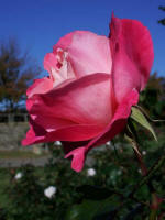 The city selected Norfolk Municipal Garden to be the scenic backdrop of the International Azalea Festival, an annual festival that celebrates the North Atlantic Treaty Organization (NATO) member countries.