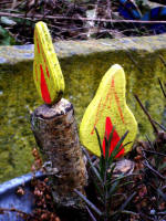 I liked these eye-catching wooden candles "sprucing up" the washbin planter, at the pottery entrance.