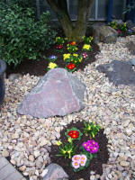 Primrose planting at the expanded, enhanced entrance to the Pflanzenschauhaus (the conservatory celebrated 50 years in 2008).