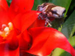 Frog perched on a blooming bromeliad in a terrarium, in Mannheims largest open space for recreation, known as City Park.