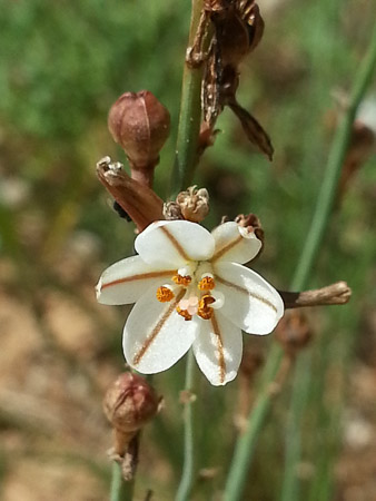 Wildflower blooming at the Forum in the Sant Martí district