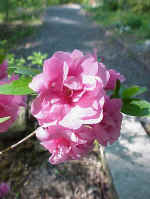 Rhododendron cultivars