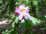 Rhododendron