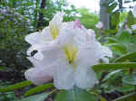 Rhododendron