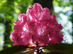 Rhododendron