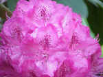Rhododendron