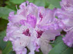 Rhododendron